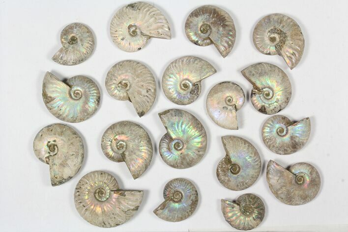 Lot: KG Silver Iridescent Ammonites (-) - Pieces #79447